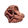 Dinosaurus Mini Schedel Model - 5 cm - Brachiosaurus