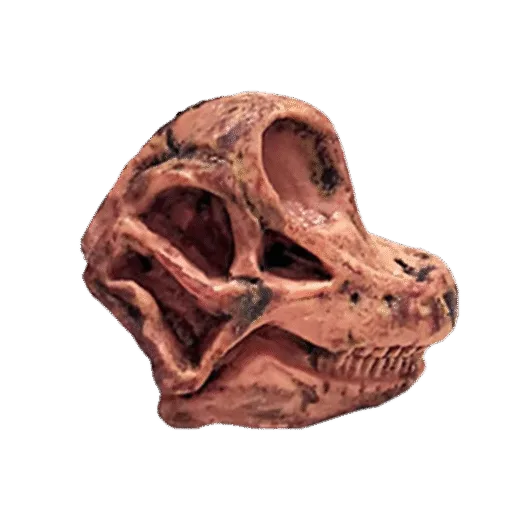Dinosaurus Mini Schedel Model - 5 cm - Brachiosaurus