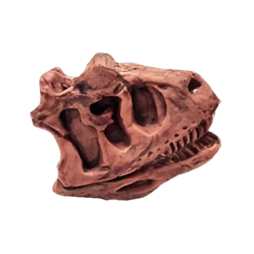 Dinosaurus Mini Schedel Model - 5 cm - Carnotaurus