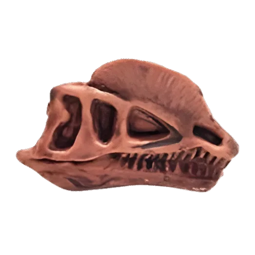 Dinosaurus Mini Schedel Model - 5 cm - Dilophosaurus