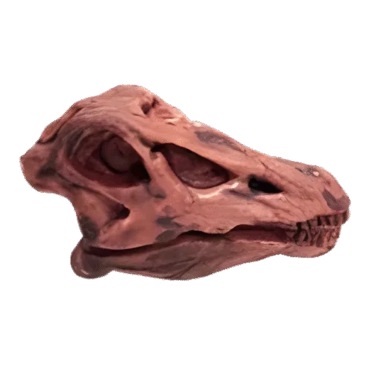Dinosaurus Mini Schedel Model - 5 cm - Diplodocus
