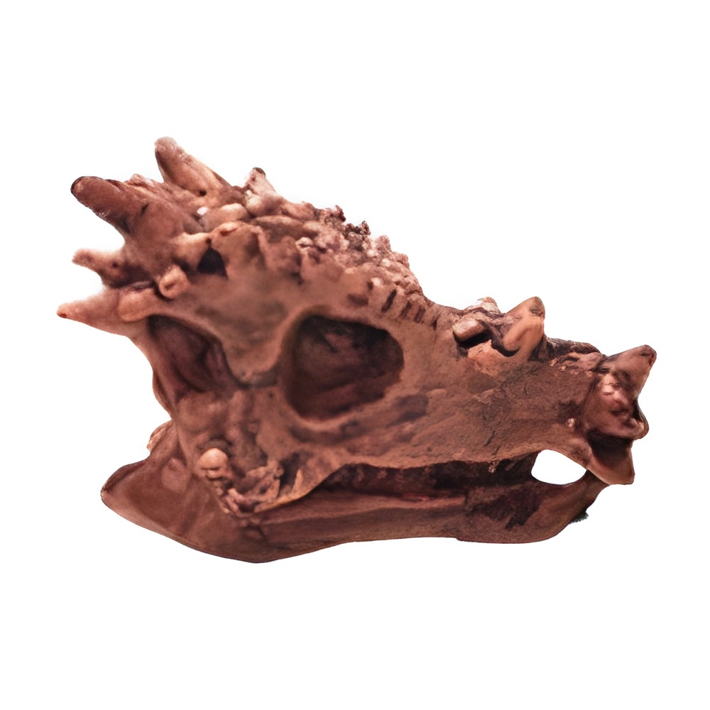 Dinosaurus Mini Schedel Model - 5 cm - Stygimoloch bij dedino.nl