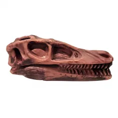 Dinosaurus Mini Schedel Model - 5 cm - Suchomimus bij dedino.nl