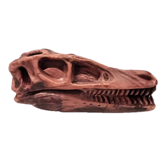 Dinosaurus Mini Schedel Model - 5 cm - Suchomimus