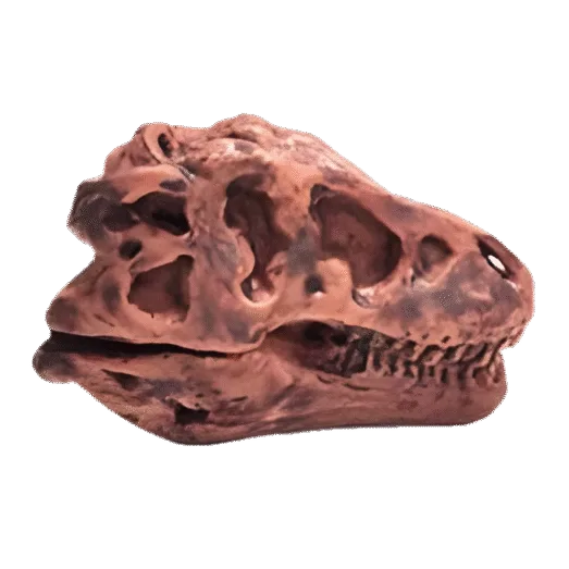 Dinosaurus Mini Schedel Model - 5 cm - T-rex
