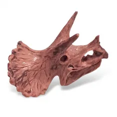 Dinosaurus Mini Schedel Model - 5 cm - Triceratops bij dedino.nl