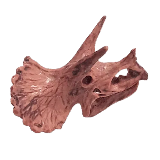 Dinosaurus Mini Schedel Model - 5 cm - Triceratops